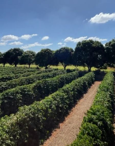 Foto da fazenda