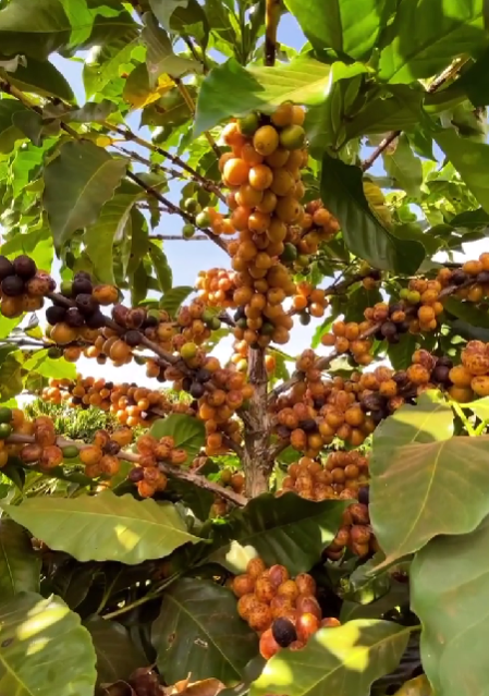 Foto da fazenda