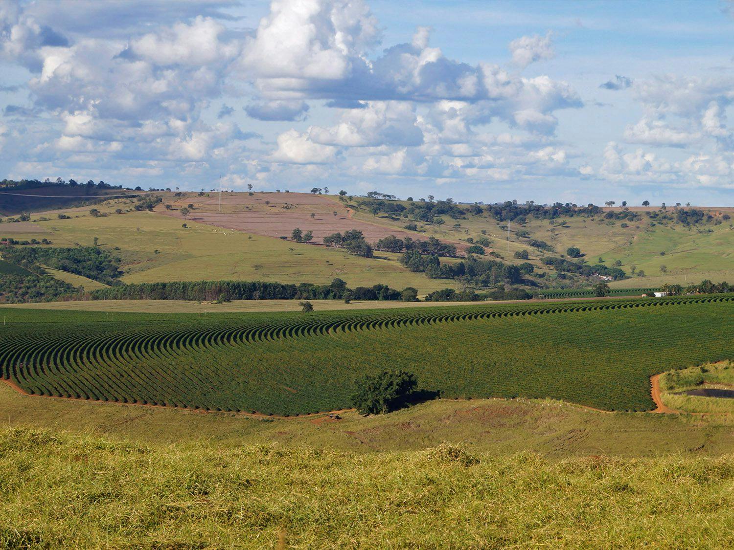 Foto da fazenda