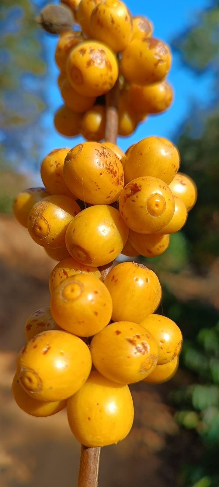 Foto da fazenda