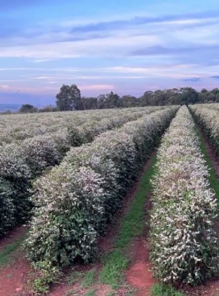 Foto da fazenda