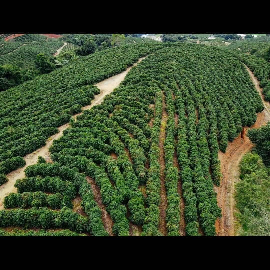 Foto da fazenda