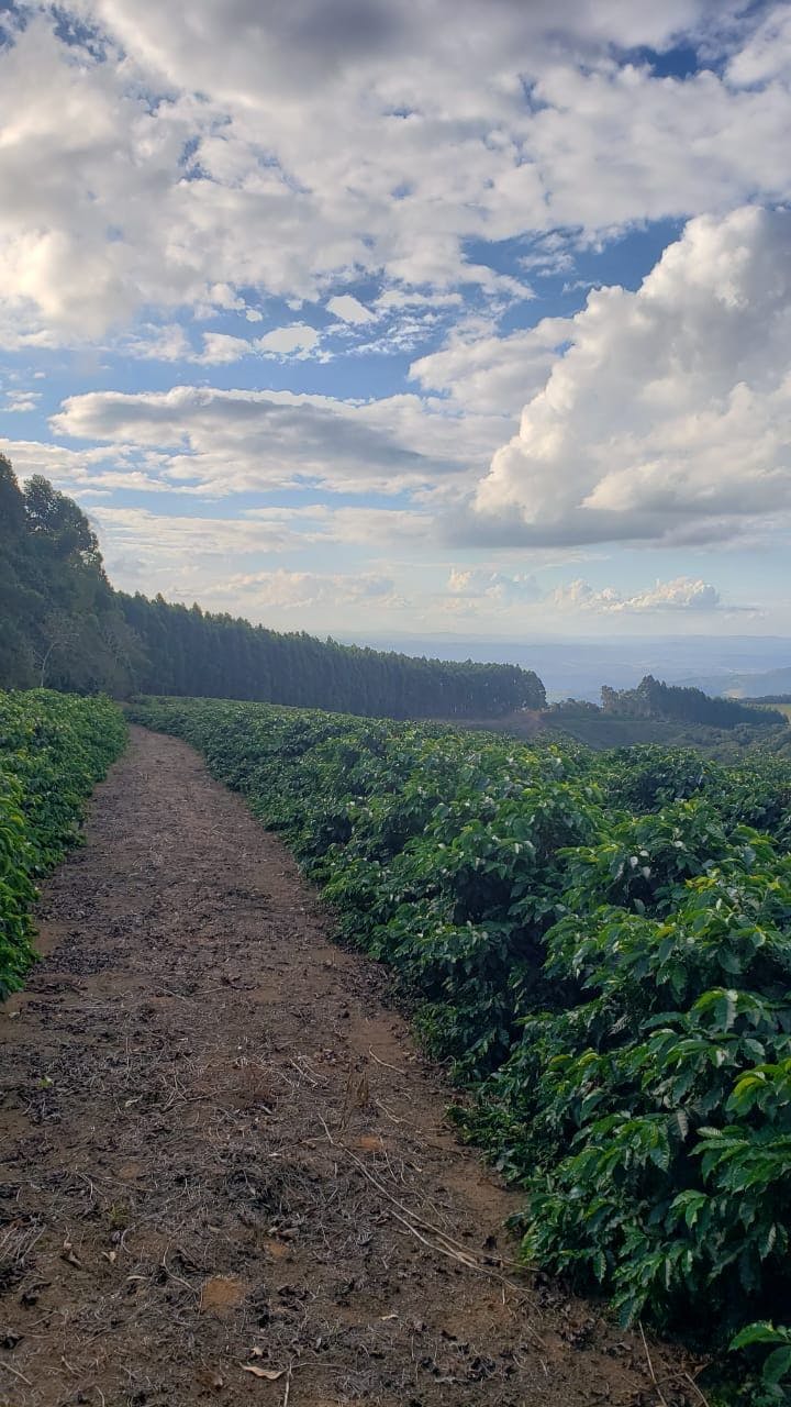 Foto da fazenda