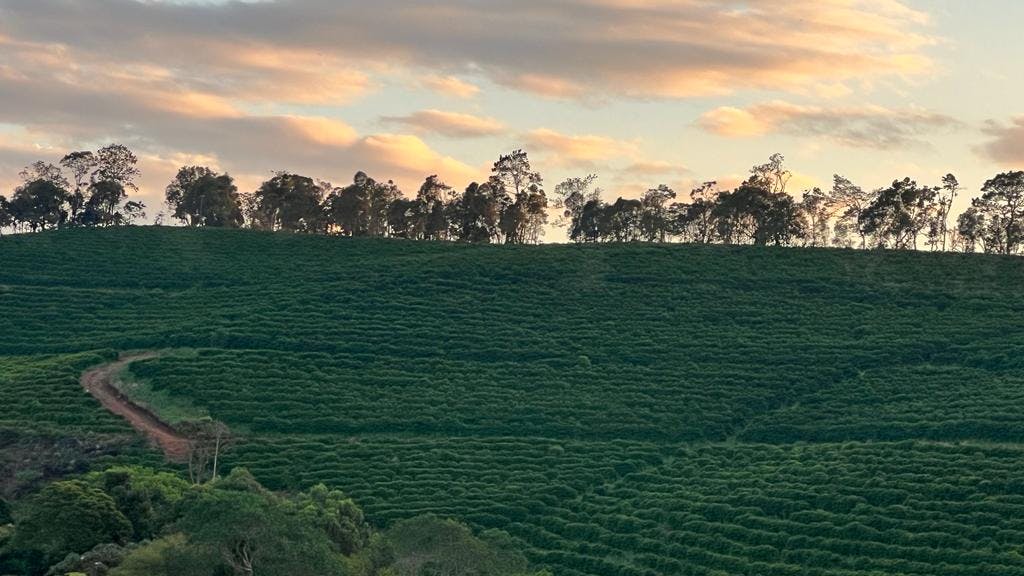 Foto da fazenda