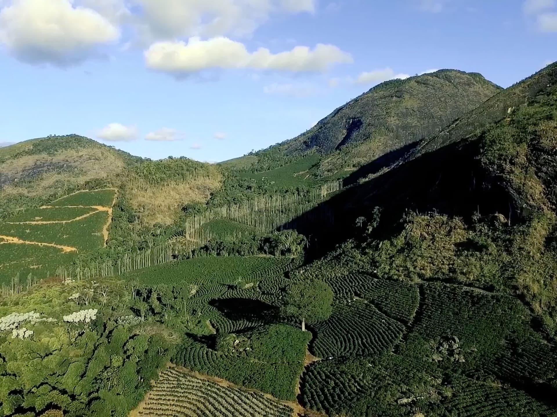 fazenda cotrim dalessandro