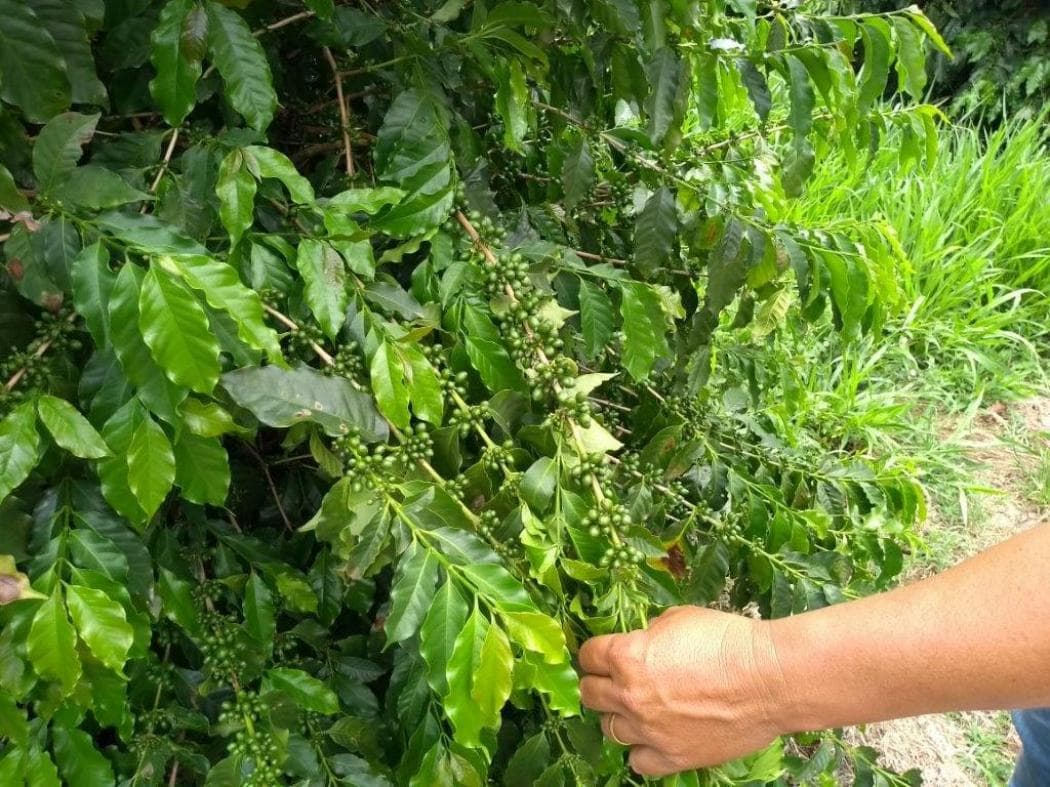 café especial norte pioneiro