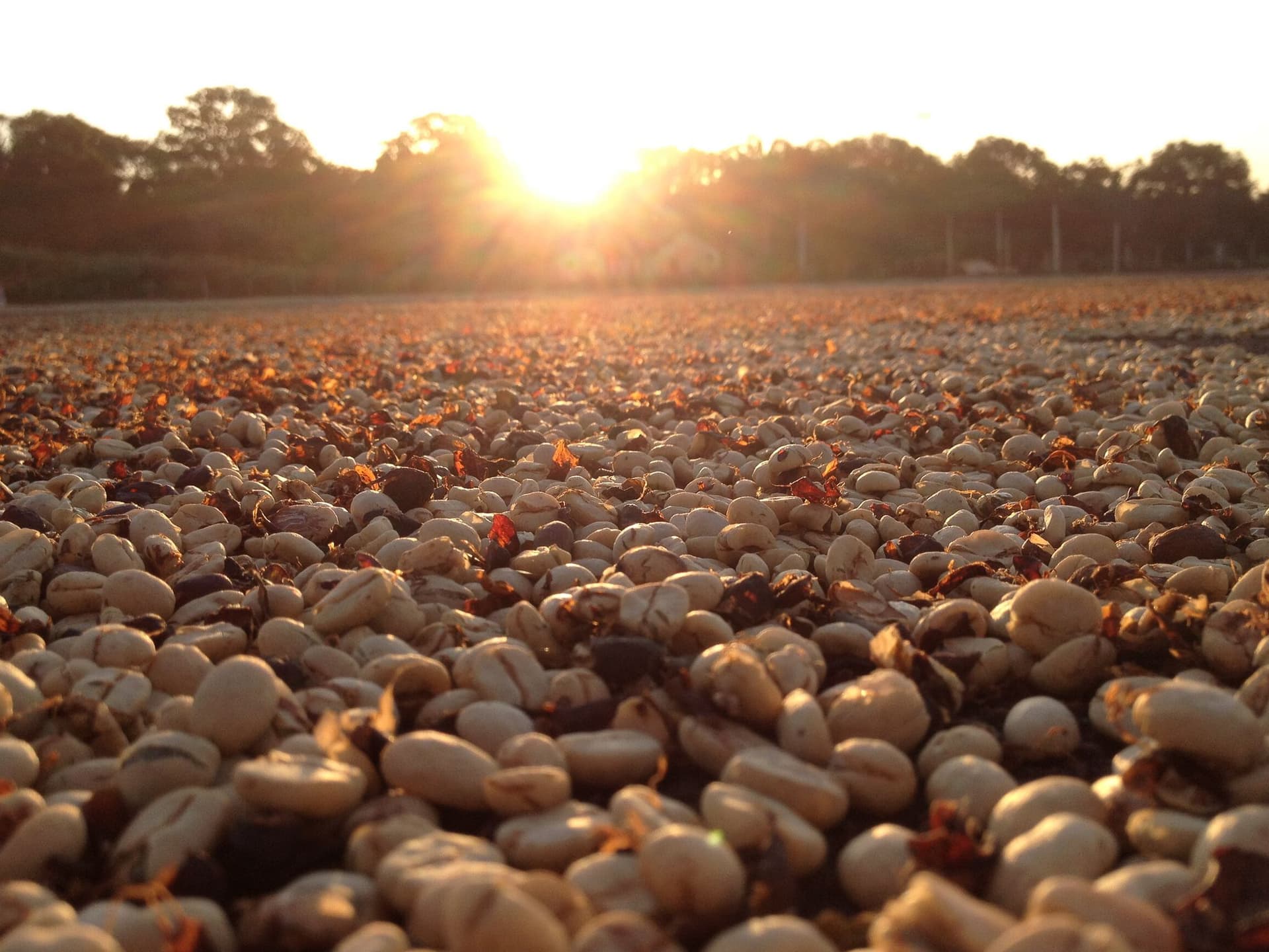 cafe especial no terreiro