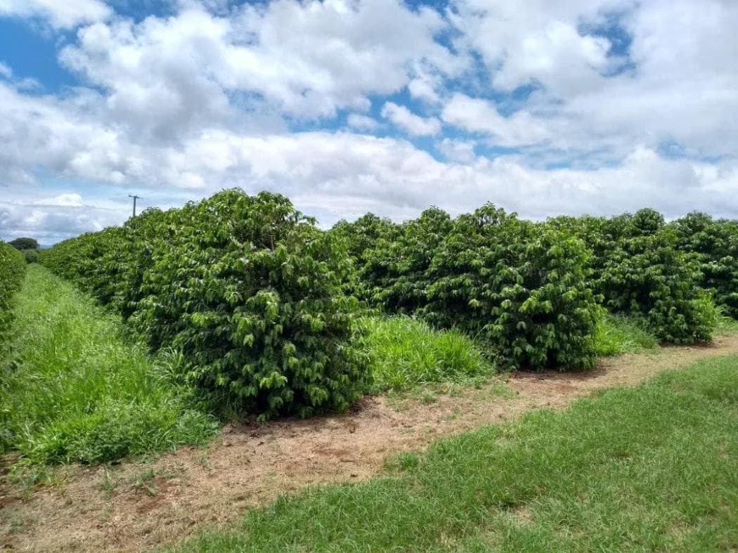 cafe especial da maria